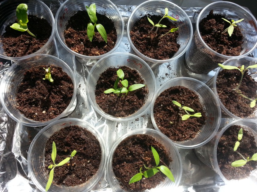 seedlings