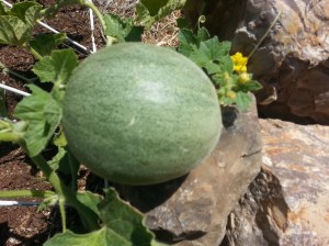 growingmelon