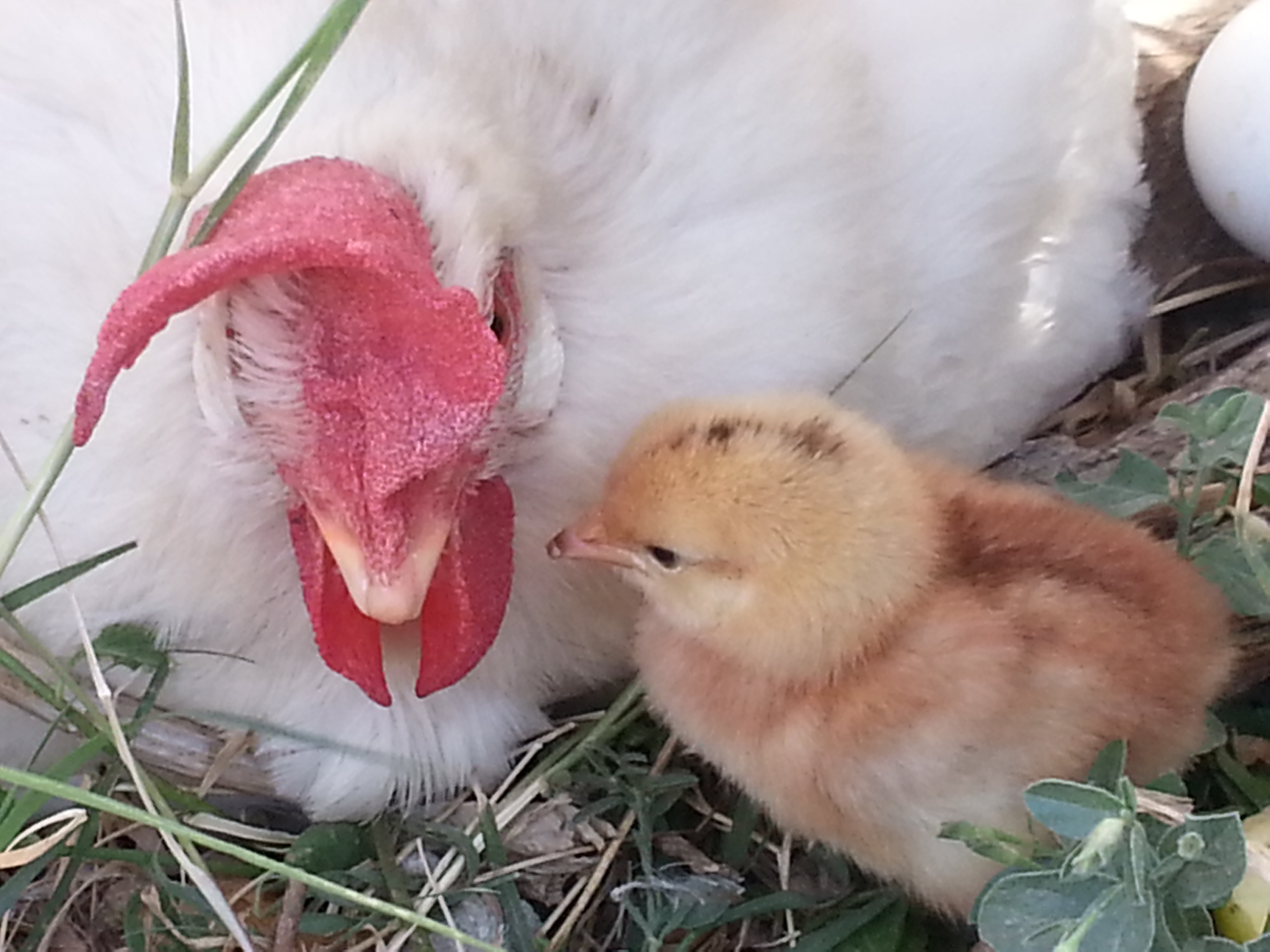 Getting the chicken coop ready for spring – Domestic Felicity