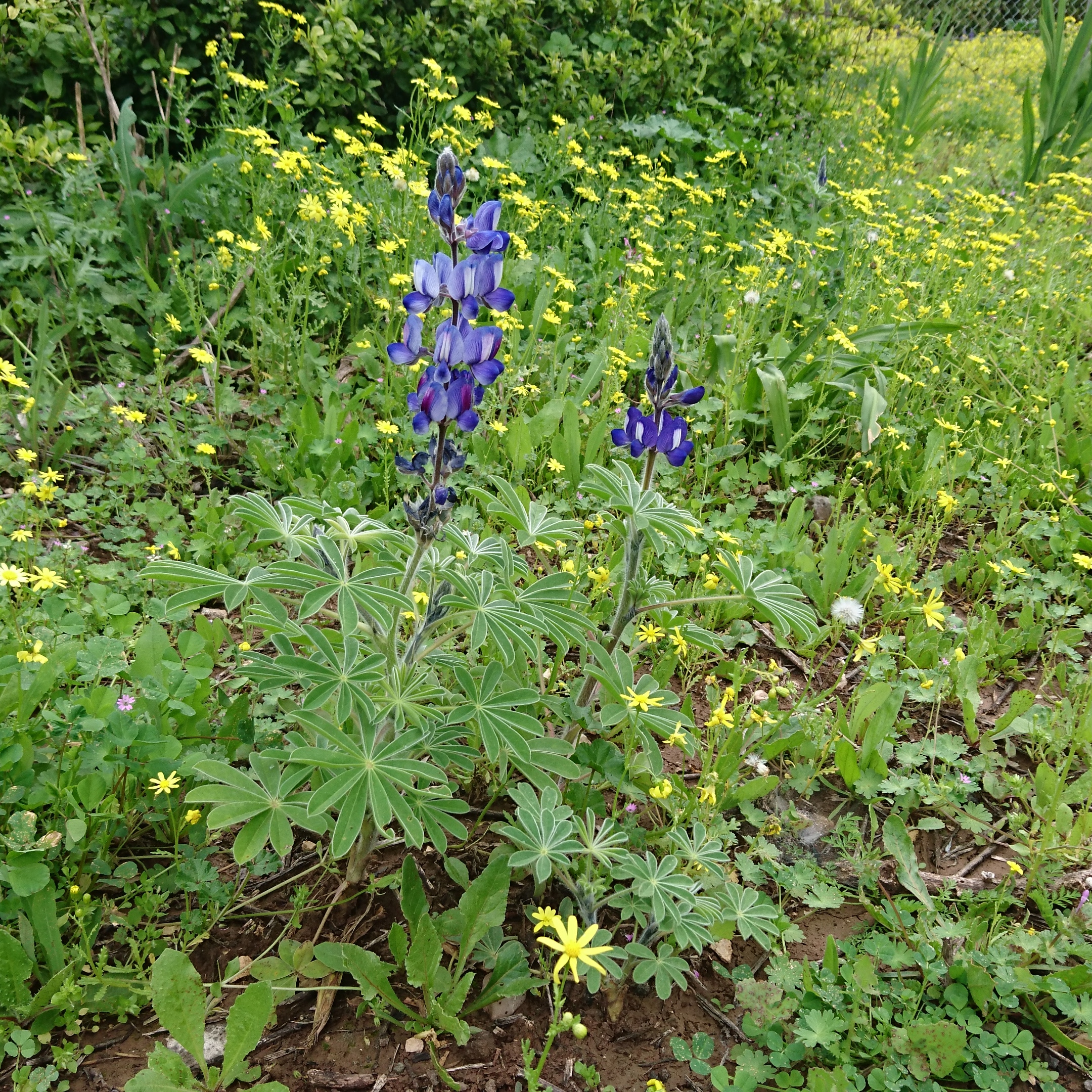 IMG_20200308_211324_347