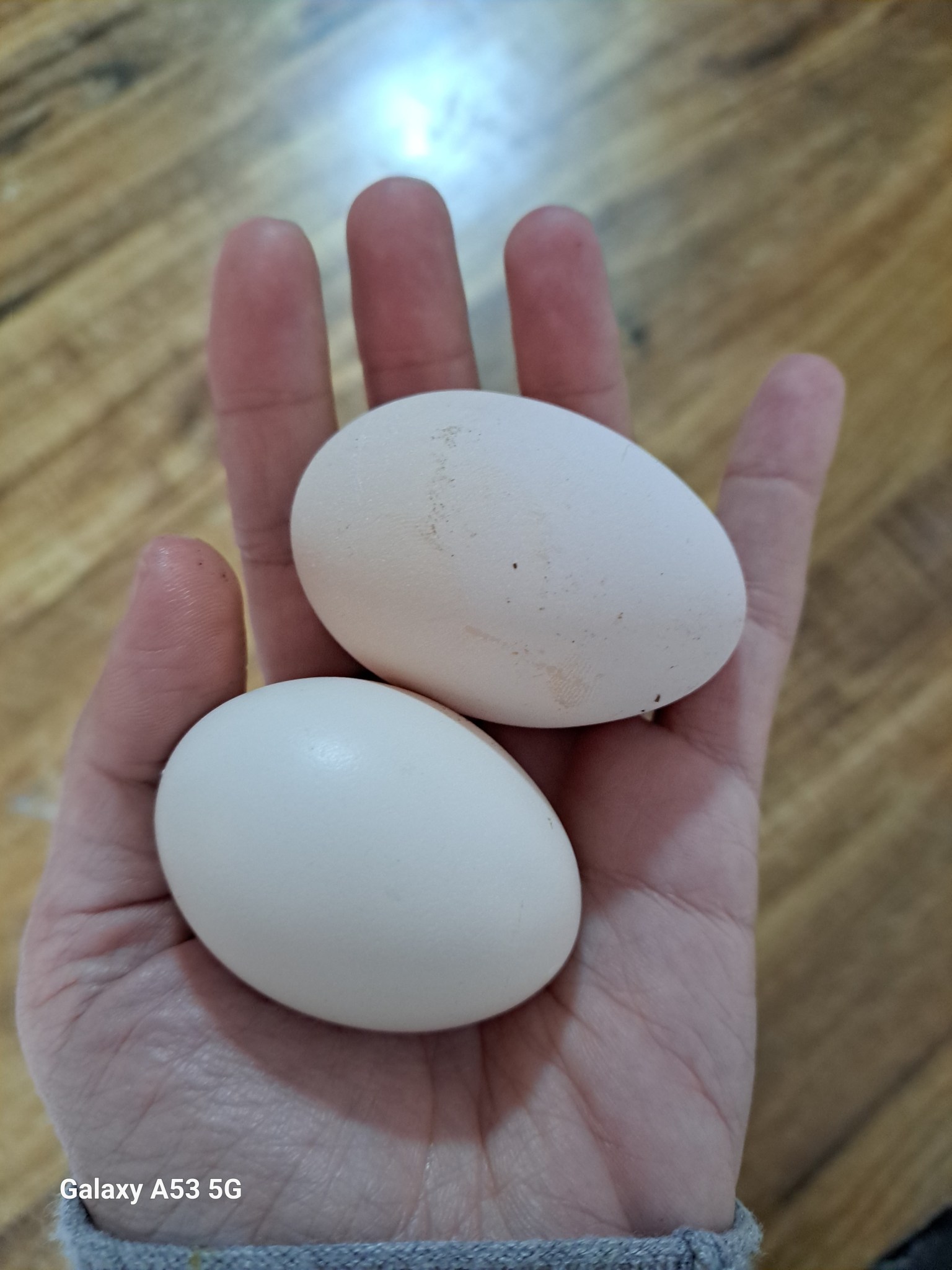 Domestic Felicity – Simple living, backyard homesteading, and ...